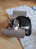 Katzentrio Bubi, Wichtel und Mia, geb. Sommer 2025