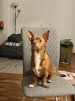 Maik Mischlingsrüde ( 8 Kg )