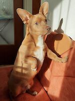 Maik Mischlingsrüde ( 8 Kg )