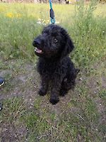 Hündin Lilli sucht ein neues liebevolles Zuhause oder Pflegeplatz