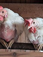 Hühnerrettung April 2026: „Schenk mir ein zweites Leben!“ – Dringend Lebensplätze gesucht! (copy)