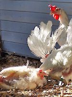 Hühnerrettung April 2026: „Schenk mir ein zweites Leben!“ – Dringend Lebensplätze gesucht! (copy)