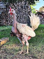 Hühnerrettung April 2026: „Schenk mir ein zweites Leben!“ – Dringend Lebensplätze gesucht! (copy)