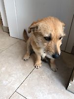 Traumhündin Yumag (3 Jahre alt)