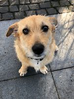 Dee, weiblich (kastriert), geb. Februar 2021