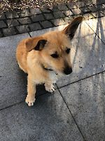 Traumhündin Yumag (3 Jahre alt)