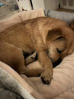 Traumhündin Yumag (3 Jahre alt)