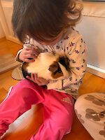 zwei gerettete Meerschweinchen suchen ein Zuhause