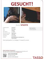 Kater Sprotte vermisst seit 24.02.2026