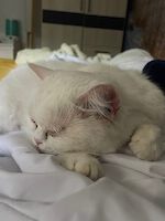 Lilly British-Langhaar-Dame ( 7 Jahre alt )