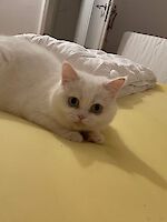 Lilly British-Langhaar-Dame ( 7 Jahre alt )