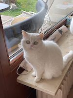 Lilly British-Langhaar-Dame ( 7 Jahre alt )