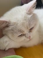 Lilly British-Langhaar-Dame ( 7 Jahre alt )