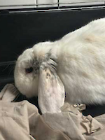 Weißes Kaninchen männlich, ca. 4 Jahre ruhig wartet im Tierheim München auf ein neues liebevolles Zuhause