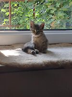 Smokie, Max und Moritz (2 Monate alt) suchen ein Zuhause