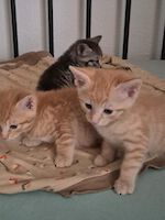 Smokie, Max und Moritz (2 Monate alt) suchen ein Zuhause