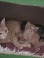 Smokie, Max und Moritz (2 Monate alt) suchen ein Zuhause