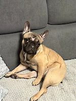Französische Bulldogge Aria (weiblich, 1 Jahr alt)