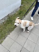 Mischling Strolchi ( 6 Monate alt ) sucht dringend ein liebevolles neues Zuhause!