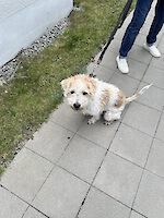Mischling Strolchi ( 6 Monate alt ) sucht dringend ein liebevolles neues Zuhause!