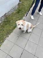 Dee, weiblich (kastriert), geb. Februar 2021