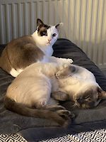 Kater Toulouse und Katze Phoebe suchen gemeinsam ein neues Zuhause! ( 10 Jahre alt )