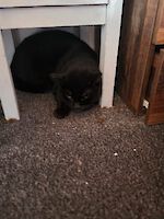 Kater Kinsi (ca. 8-10 Jahre alt) sucht ein liebevolles Zuhause!