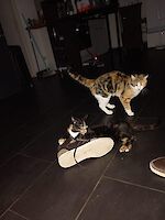 Notfall Trixie und Siena (1 1/2 Jahre alt) suchen dringend ein liebevolles neues Zuhause!