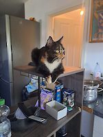 Notfall Trixie und Siena (1 1/2 Jahre alt) suchen dringend ein liebevolles neues Zuhause!