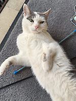 Kater Pünktchen (12 Jahre alt)
