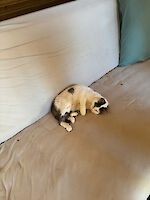 Kater Pünktchen (12 Jahre alt)