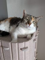 zwei wunderschöne mehrfarbige Geschwisterkatzen Bella und Picachu (9 Jahre alt)