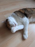 zwei wunderschöne mehrfarbige Geschwisterkatzen Bella und Picachu (9 Jahre alt)