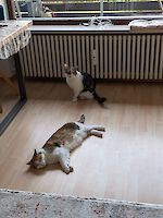 zwei wunderschöne mehrfarbige Geschwisterkatzen Bella und Picachu (9 Jahre alt)