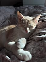 Luna und Sunny (1 Jahr alt ) suchen ein liebevolles schönes neues Zuhause!