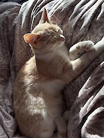 Luna und Sunny (1 Jahr alt ) suchen ein liebevolles schönes neues Zuhause!